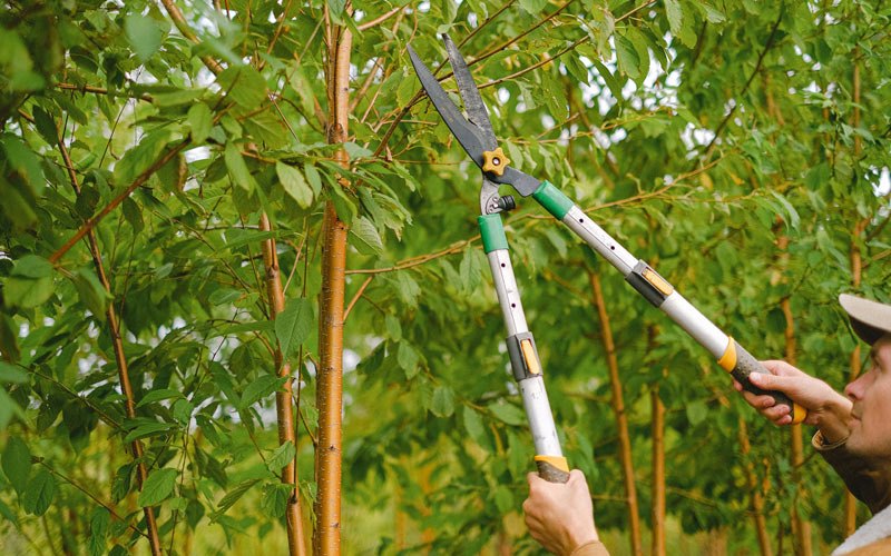 Tree trimming in Baker City, OR